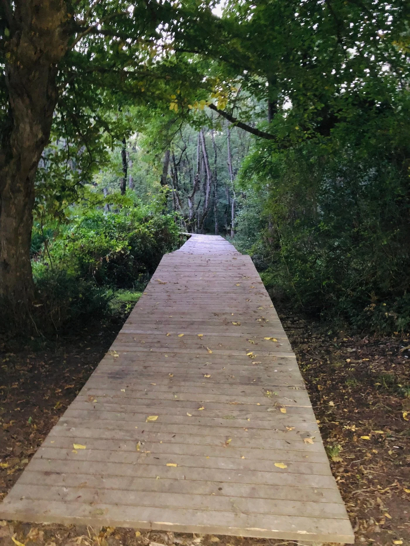 İğneada Orman İçinde Yürüyüş